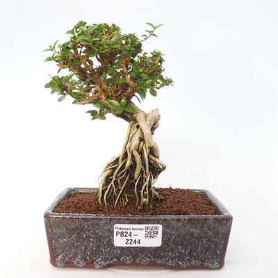 Izbová bonsai - Premna serratifolia - Kozlovoň malolistá - 1