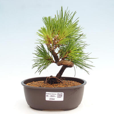 Vonkajší bonsai - Pinus thunbergii - Borovica thunbergova - 1