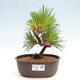 Vonkajší bonsai - Pinus thunbergii - Borovica thunbergova - 1/4