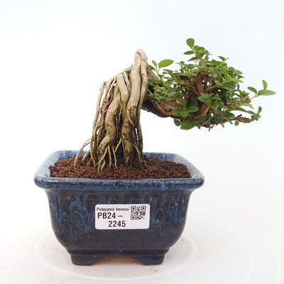 Izbová bonsai - Premna serratifolia - Kozlovoň malolistá - 1