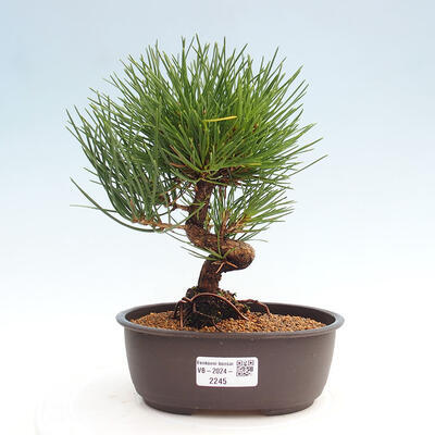 Vonkajší bonsai - Pinus thunbergii - Borovica thunbergova - 1