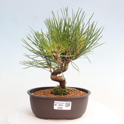 Vonkajší bonsai - Pinus thunbergii - Borovica thunbergova - 1