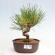 Vonkajší bonsai - Pinus thunbergii - Borovica thunbergova - 1/4