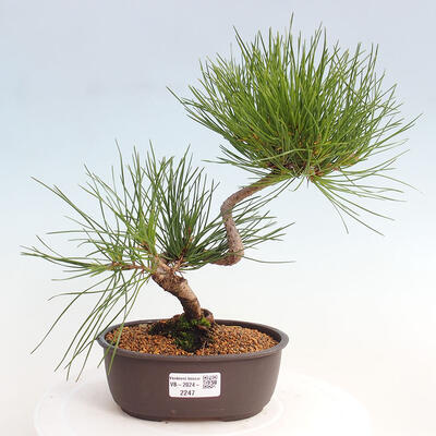 Vonkajší bonsai - Pinus thunbergii - Borovica thunbergova - 1