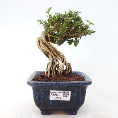 Izbová bonsai - Premna serratifolia - Kozlovoň malolistá - 1