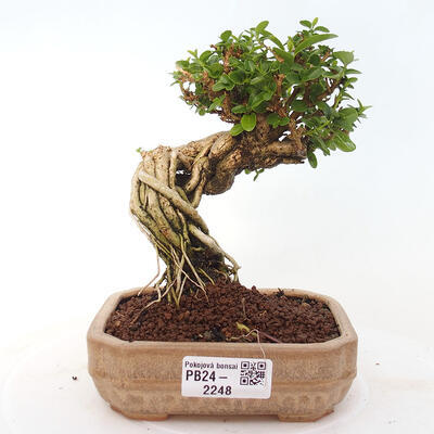 Izbová bonsai - Premna serratifolia - Kozlovoň malolistá - 1