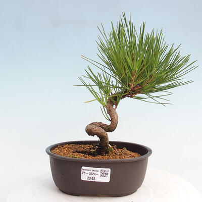 Vonkajší bonsai - Pinus thunbergii - Borovica thunbergova - 1