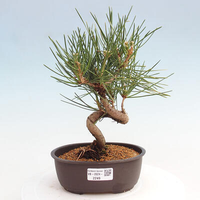 Vonkajší bonsai - Pinus thunbergii - Borovica thunbergova - 1