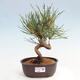 Vonkajší bonsai - Pinus thunbergii - Borovica thunbergova - 1/4