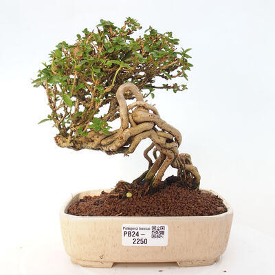 Izbová bonsai - Premna serratifolia - Kozlovoň malolistá - 1