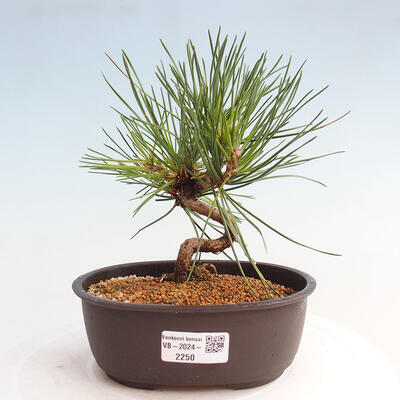 Vonkajší bonsai - Pinus thunbergii - Borovica thunbergova - 1