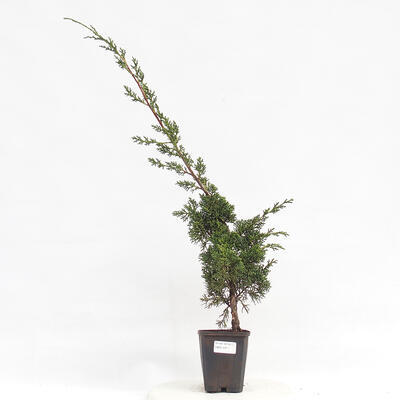 Vonkajší bonsai - Juniperus chinensis Kishu -Jalovec čínsky
