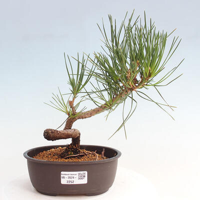 Vonkajší bonsai - Pinus thunbergii - Borovica thunbergova - 1