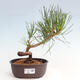 Vonkajší bonsai - Pinus thunbergii - Borovica thunbergova - 1/4