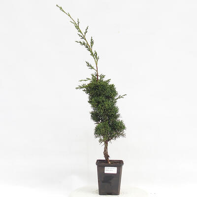 Vonkajší bonsai - Juniperus chinensis Kishu -Jalovec čínsky