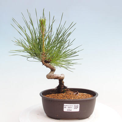 Vonkajší bonsai - Pinus thunbergii - Borovica thunbergova - 1