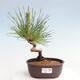 Vonkajší bonsai - Pinus thunbergii - Borovica thunbergova - 1/4