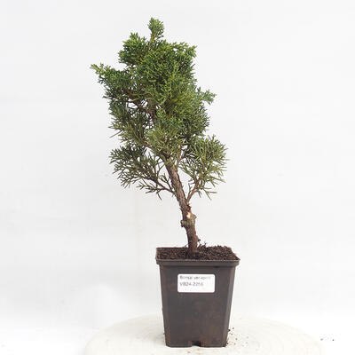 Vonkajší bonsai - Juniperus chinensis Kishu -Jalovec čínsky