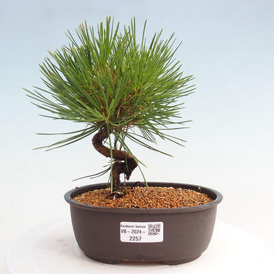 Vonkajší bonsai - Pinus thunbergii - Borovica thunbergova - 1