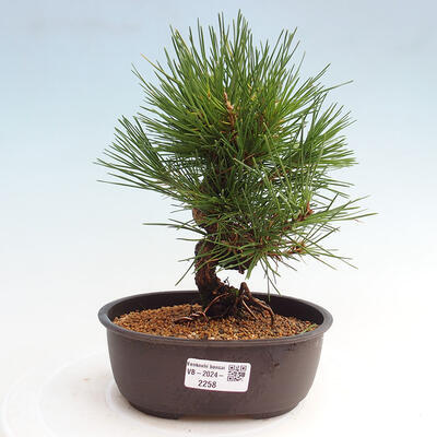 Vonkajší bonsai - Pinus thunbergii - Borovica thunbergova - 1