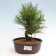 Vonkajší bonsai - Pinus thunbergii - Borovica thunbergova - 1/4