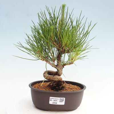 Vonkajší bonsai - Pinus thunbergii - Borovica thunbergova - 1