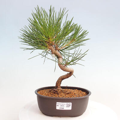 Vonkajší bonsai - Pinus thunbergii - Borovica thunbergova - 1