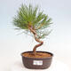 Vonkajší bonsai - Pinus thunbergii - Borovica thunbergova - 1/4