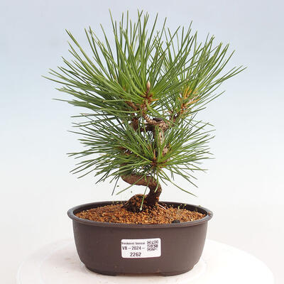 Vonkajší bonsai - Pinus thunbergii - Borovica thunbergova - 1