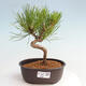 Vonkajší bonsai - Pinus thunbergii - Borovica thunbergova - 1/4