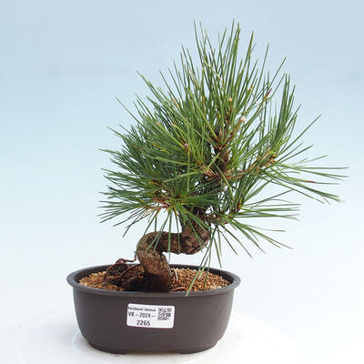 Vonkajší bonsai - Pinus thunbergii - Borovica thunbergova - 1