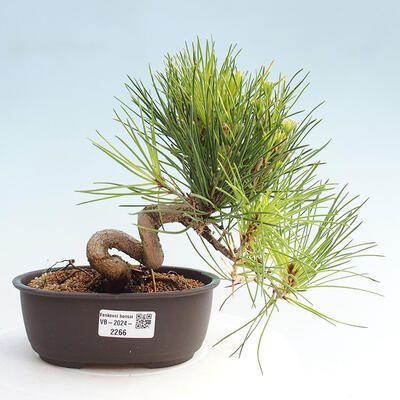 Vonkajší bonsai - Pinus thunbergii - Borovica thunbergova - 1