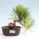 Vonkajší bonsai - Pinus thunbergii - Borovica thunbergova - 1/4