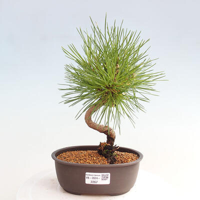 Vonkajší bonsai - Pinus thunbergii - Borovica thunbergova - 1