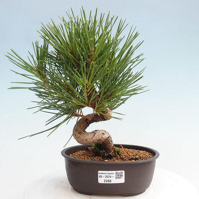 Vonkajší bonsai - Pinus thunbergii - Borovica thunbergova - 1