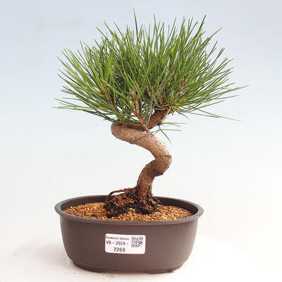 Vonkajší bonsai - Pinus thunbergii - Borovica thunbergova - 1