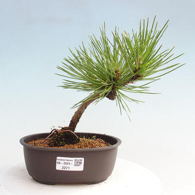 Vonkajší bonsai - Pinus thunbergii - Borovica thunbergova - 1