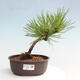 Vonkajší bonsai - Pinus thunbergii - Borovica thunbergova - 1/4