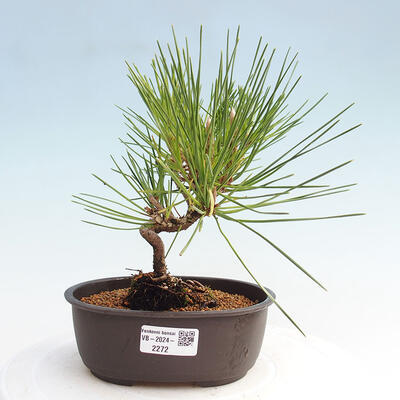 Vonkajší bonsai - Pinus thunbergii - Borovica thunbergova - 1