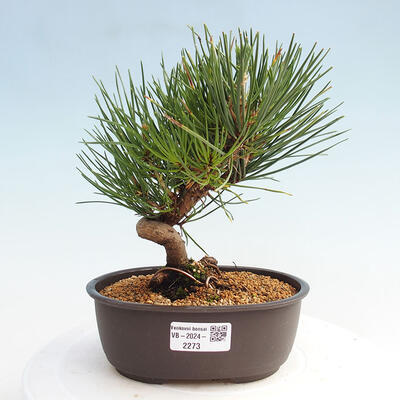 Vonkajší bonsai - Pinus thunbergii - Borovica thunbergova - 1