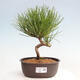 Vonkajší bonsai - Pinus thunbergii - Borovica thunbergova - 1/4