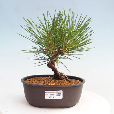 Vonkajší bonsai - Pinus thunbergii - Borovica thunbergova - 1