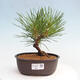 Vonkajší bonsai - Pinus thunbergii - Borovica thunbergova - 1/4