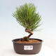 Vonkajší bonsai - Pinus thunbergii - Borovica thunbergova - 1/4