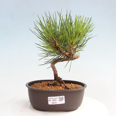 Vonkajší bonsai - Pinus thunbergii - Borovica thunbergova - 1