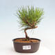 Vonkajší bonsai - Pinus thunbergii - Borovica thunbergova - 1/4