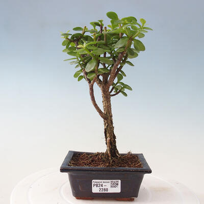 Izbová bonsai - Portulakaria Afra - Tlustice - 1