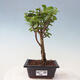 Izbová bonsai - Portulakaria Afra - Tlustice - 1/2