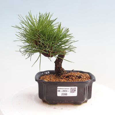 Vonkajší bonsai - Pinus thunbergii - Borovica thunbergova - 1