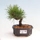 Vonkajší bonsai - Pinus thunbergii - Borovica thunbergova - 1/4